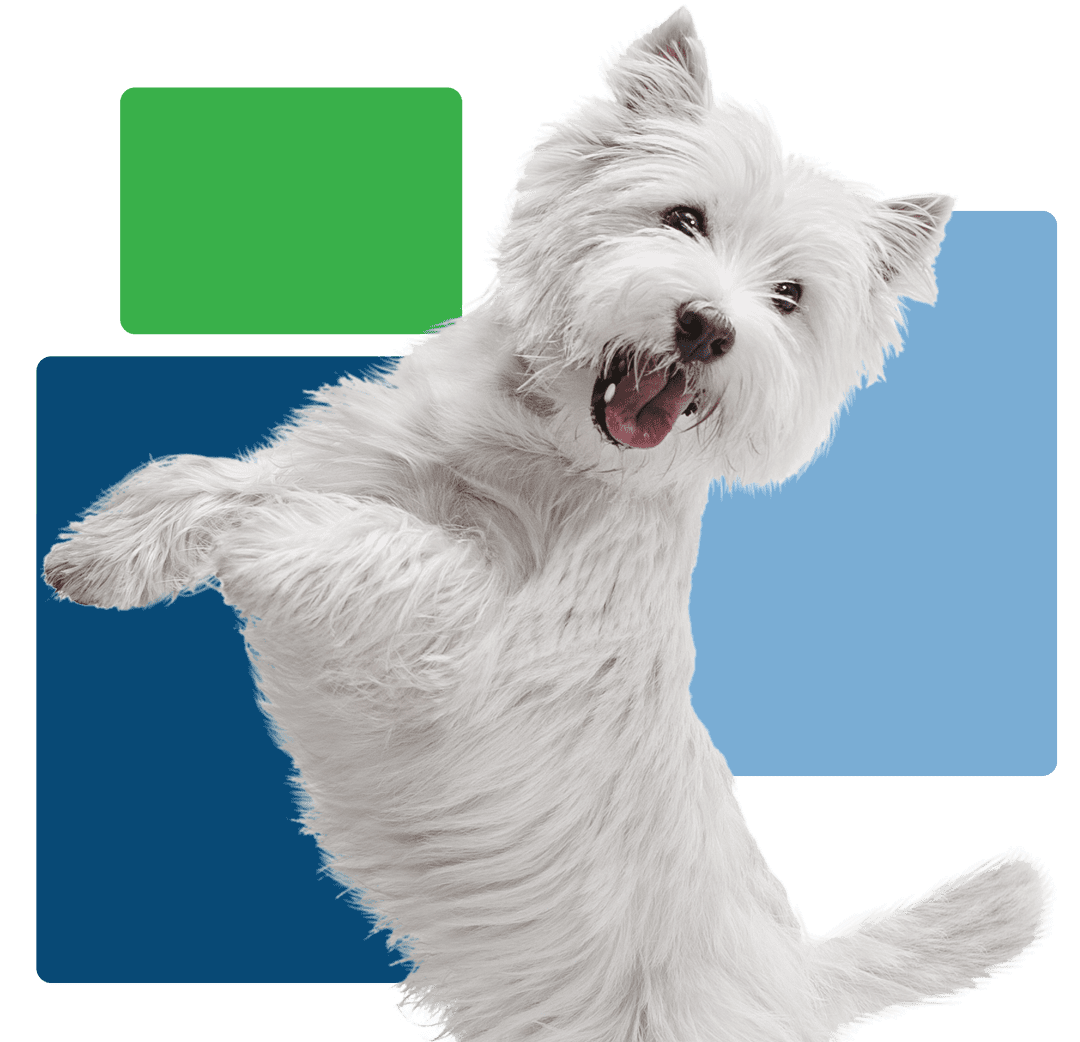 cute small white dog jumping up