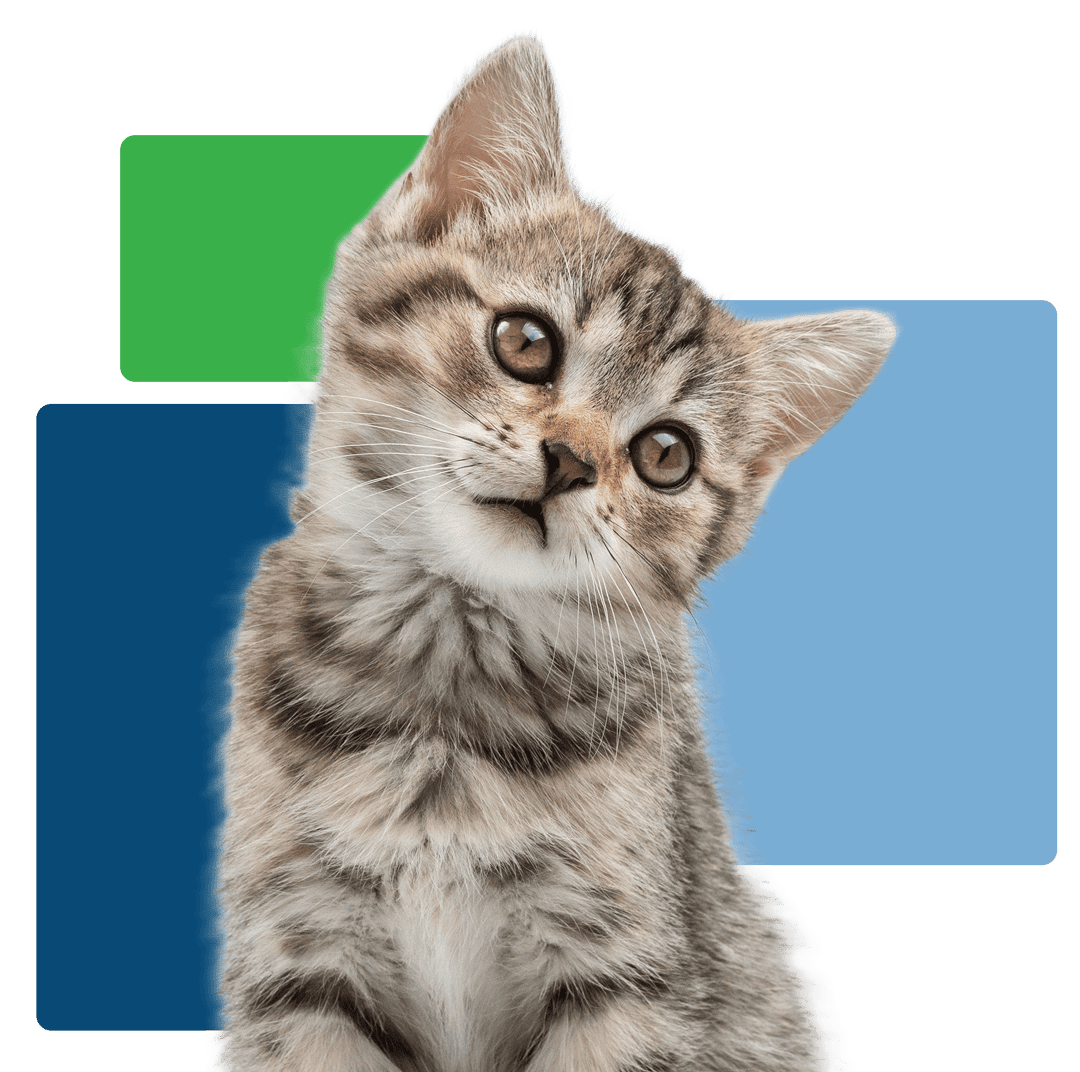 small gray kitten