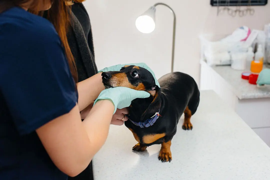Dachshund dog at veterinary examination