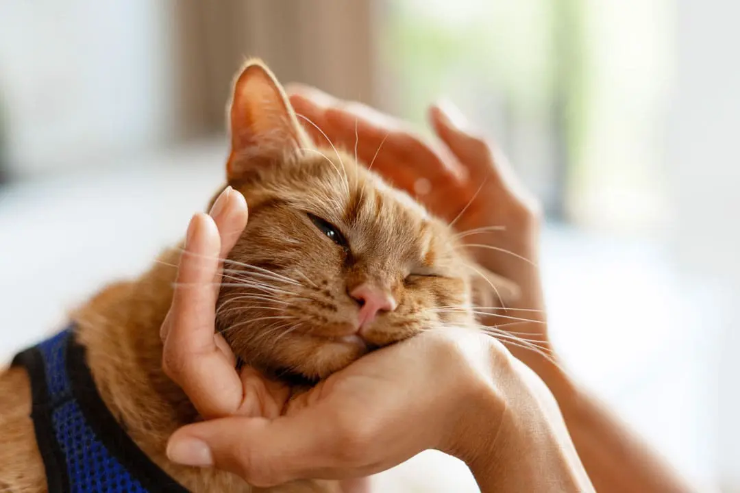 veterinarian petting an orange cat