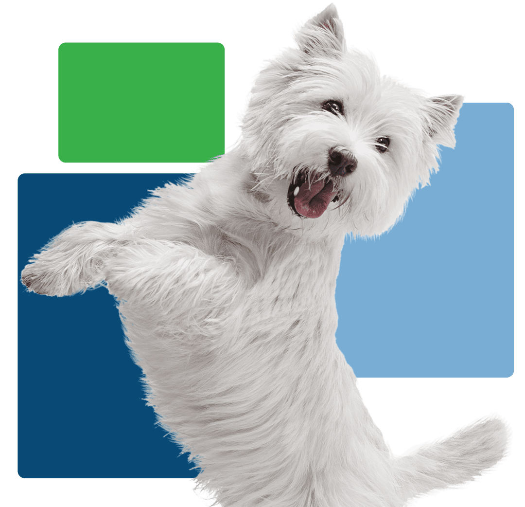 cute small white dog jumping up