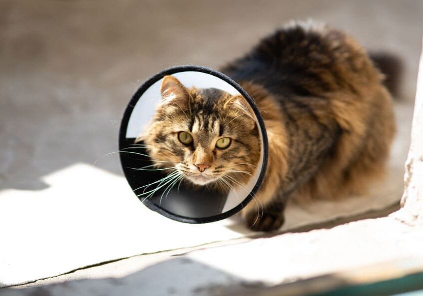 Tabby cat wearing plastic protective Elizabethan collar after surgery recovery