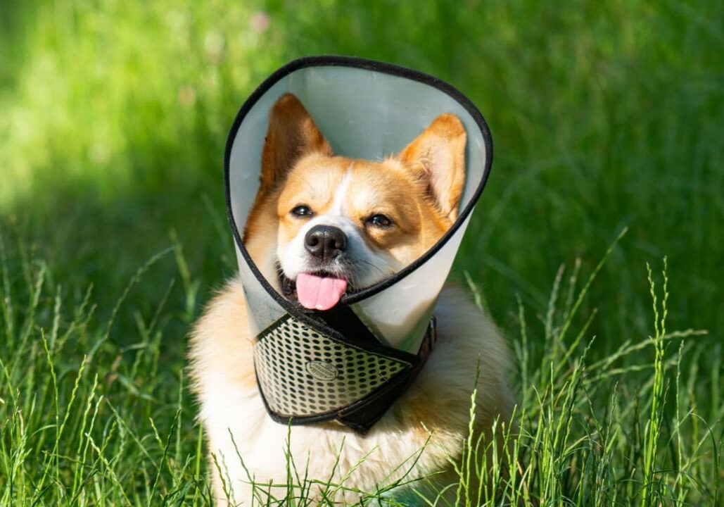 Pembroke Welsh Corgi wearing an Elizabethan collar