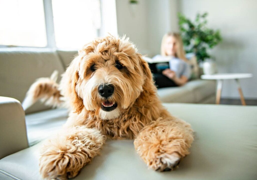Happy Dog On The Couch