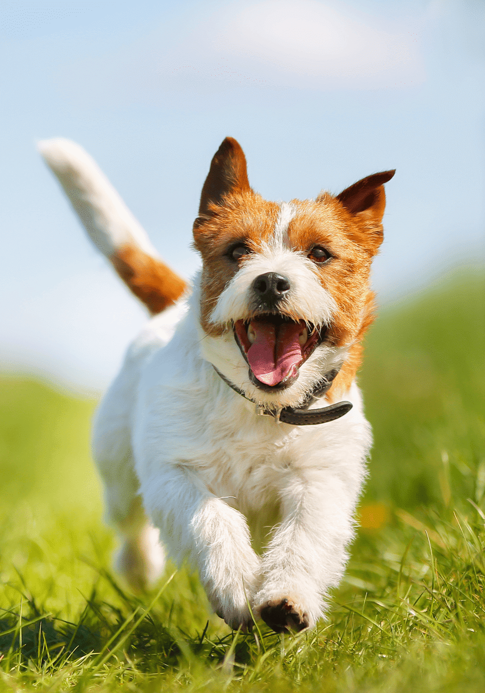 Jack Russell Terrier dog running in the grass