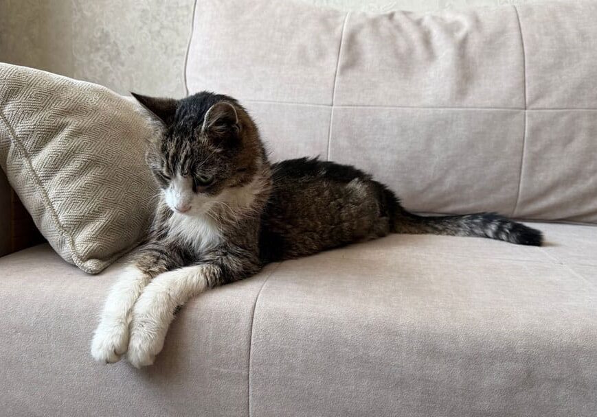 senior brown and white cat laying on the couch